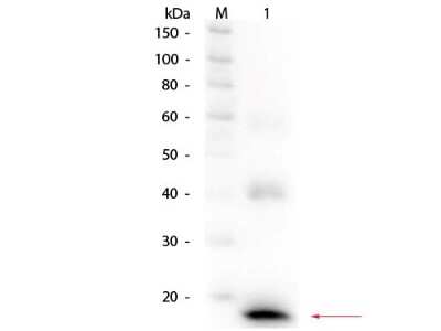 Western Blot: IL-1 beta/IL-1F2 Antibody [Biotin] [NBP1-42768] - Lane 1: Mouse IL-1Beta Recombinant Protein. Load: 50 ng per lane. Primary antibody: Rabbit anti-Mouse IL-1Beta Antibody Biotin Conjugated at 1:1,000 overnight at 4C. Secondary antibody: HRP streptavidin secondary antibody at 1:40,000 for 30 min at RT. Block: incubated with blocking buffer for 30 minutes at RT. Predicted/Observed size: 17.5 kDa, 17.5 kDa for proteolytically processed Mouse Il-1Beta.